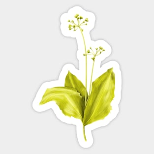 Wild Garlic Green Plant Botanical Art Sticker